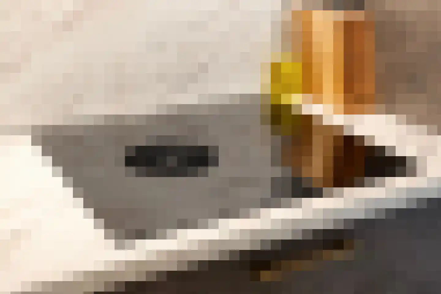 Kamperfoeliestraat 6 C Oss thumbnail 22