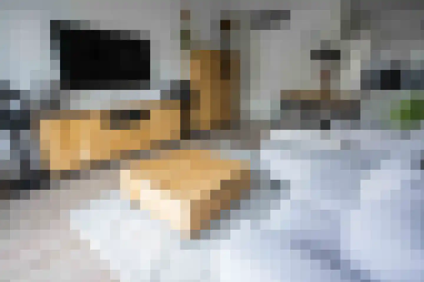 Kamperfoeliestraat 8 B Oss thumbnail 12