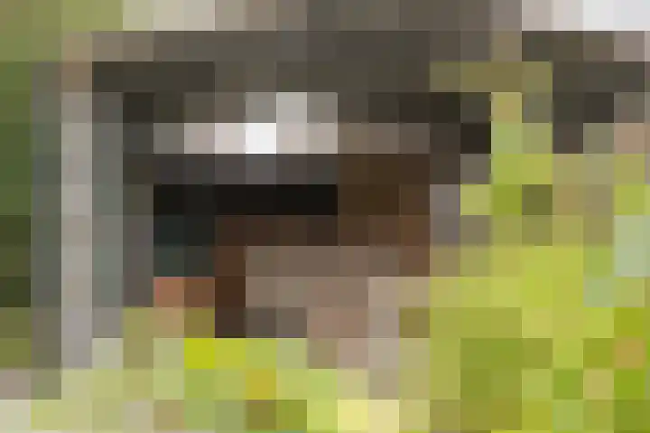 Kamperfoeliewal 26 Emmen thumbnail 43