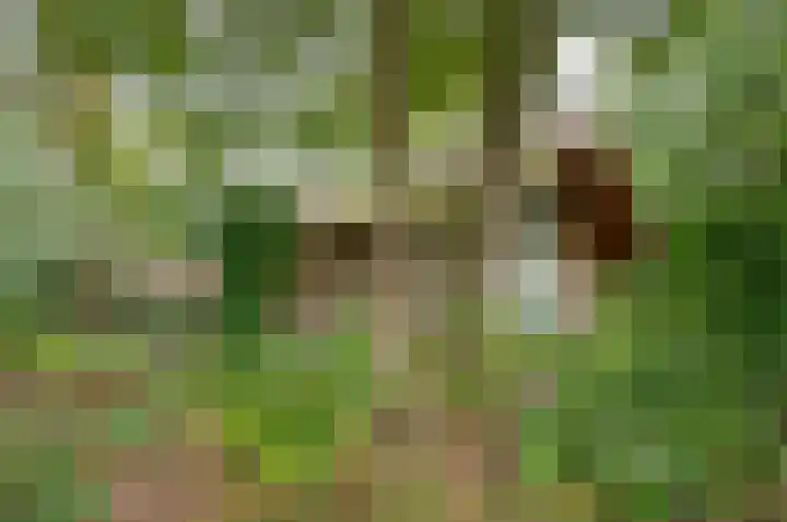 Kamphuizerweg 7 Vorden thumbnail 13