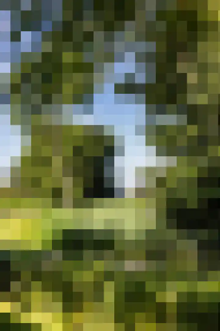 Kamphússtrjitte 20 Hantumhuzen thumbnail 38