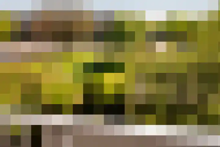 Kampwal 49 Emmeloord thumbnail 31