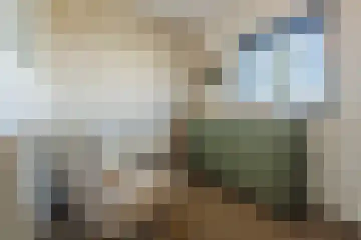 Kamsalamander 7 Goirle thumbnail 14