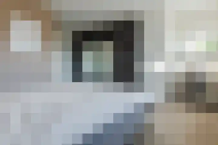 Kamsalamander 7 Goirle thumbnail 20