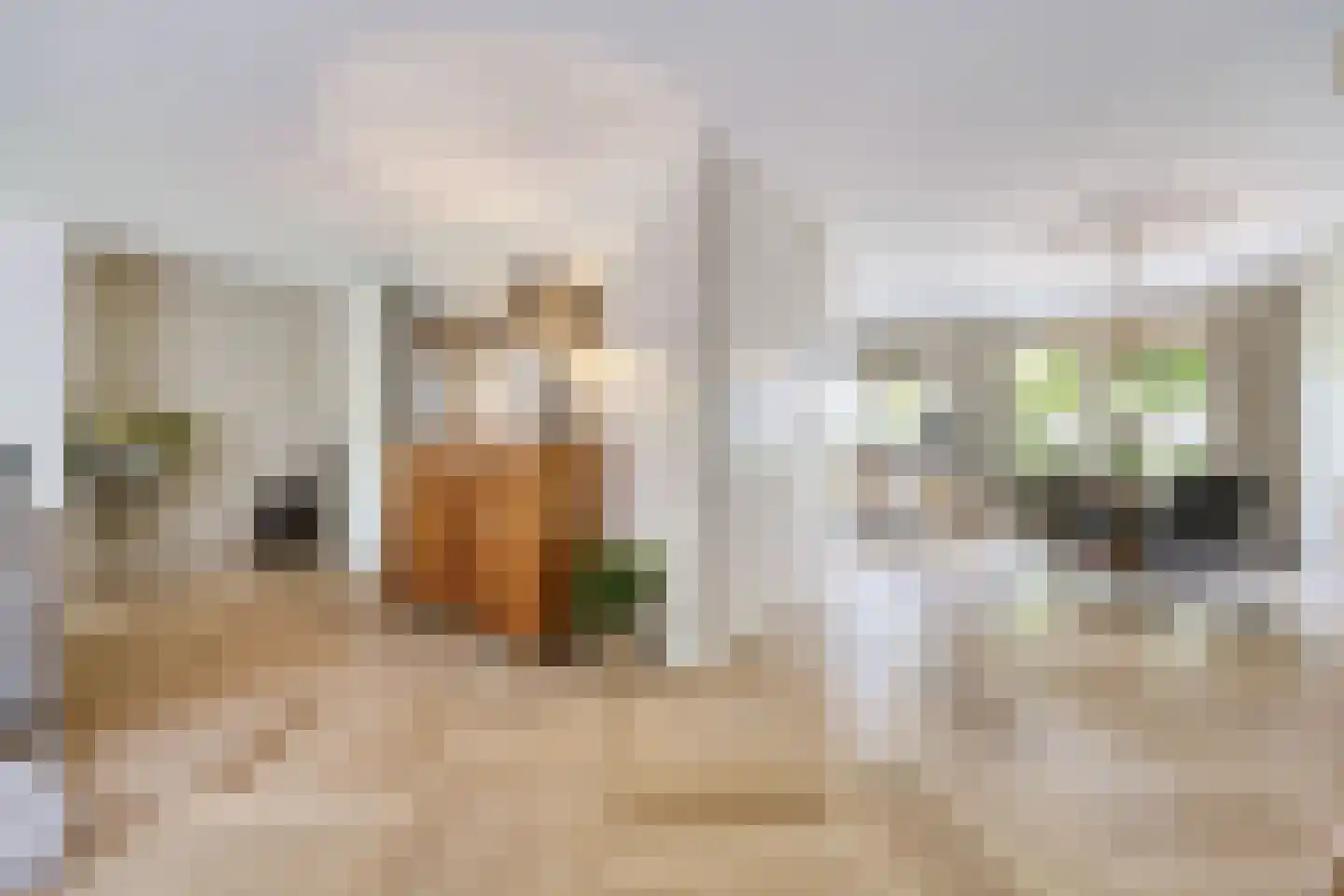 Kamvaren 13 Den Haag thumbnail 11