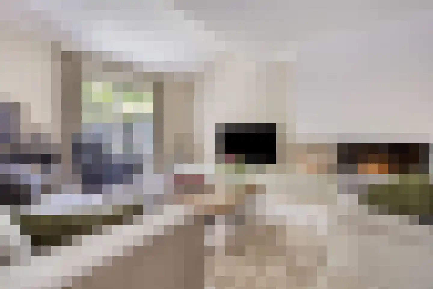 Kamvaren 13 Den Haag thumbnail 12