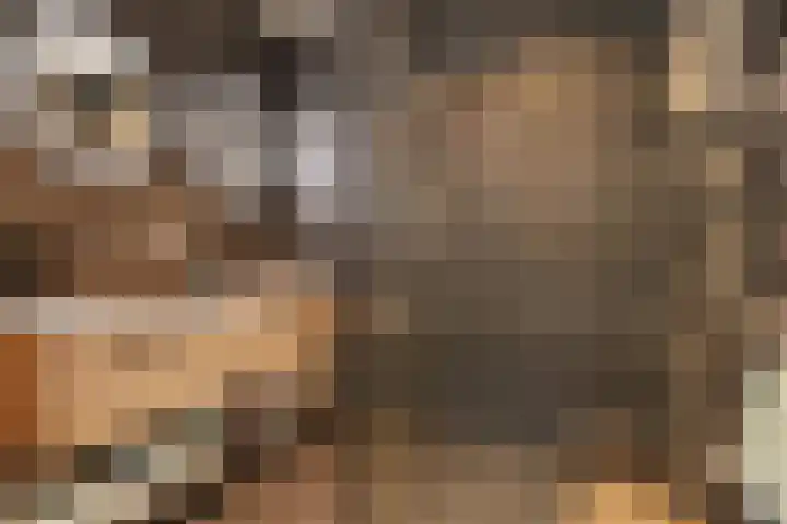 Kamvaren 9 Den Haag thumbnail 5