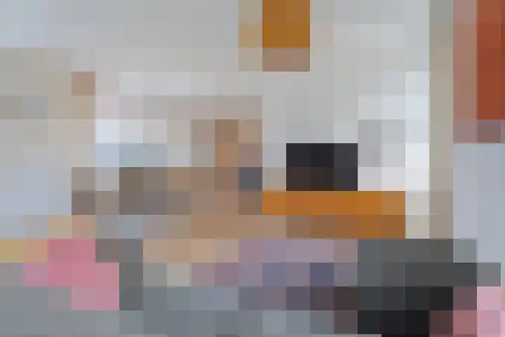 Kanaal O.Z. 29 a Tiendeveen thumbnail 9