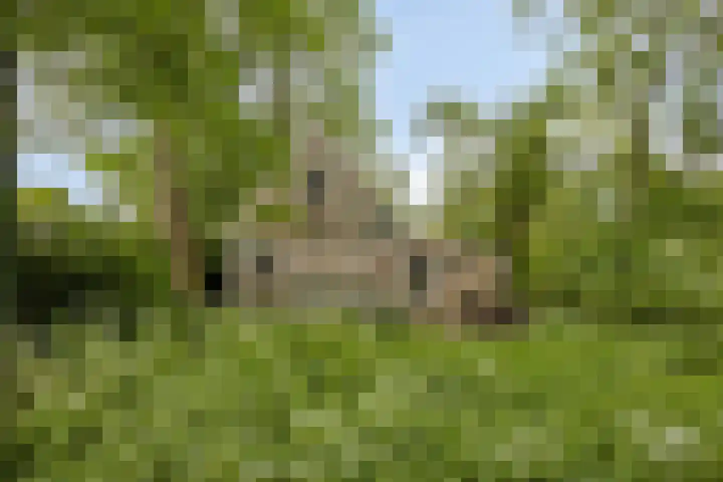 Kanaaldijk 17 West-Graftdijk thumbnail 4