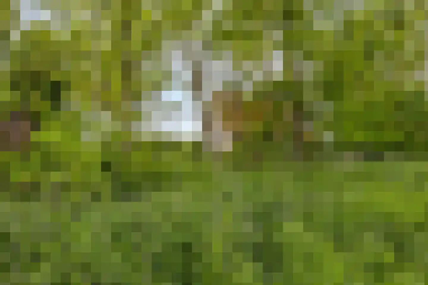 Kanaaldijk 17 West-Graftdijk thumbnail 8