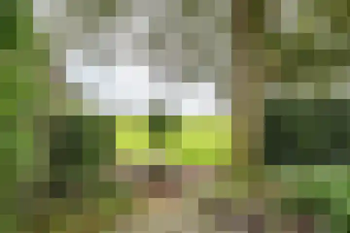 Kanaaldijk 24 De Punt thumbnail 37