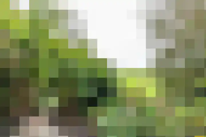 Kanaaldijk 24 De Punt thumbnail 48