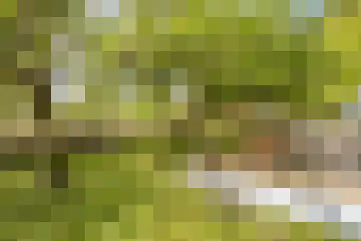 Kanaaldijk 3 Meijel thumbnail 102