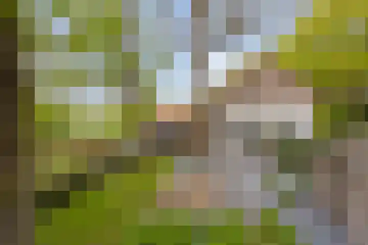 Kanaaldijk 3 Meijel thumbnail 113
