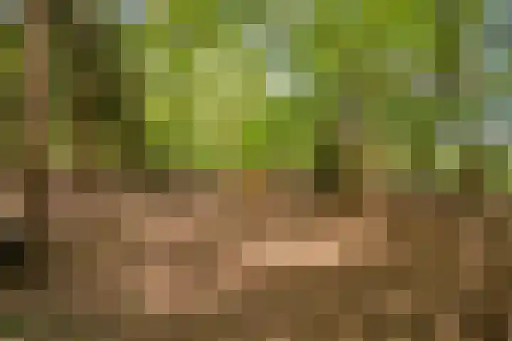 Kanaaldijk 3 Meijel thumbnail 116