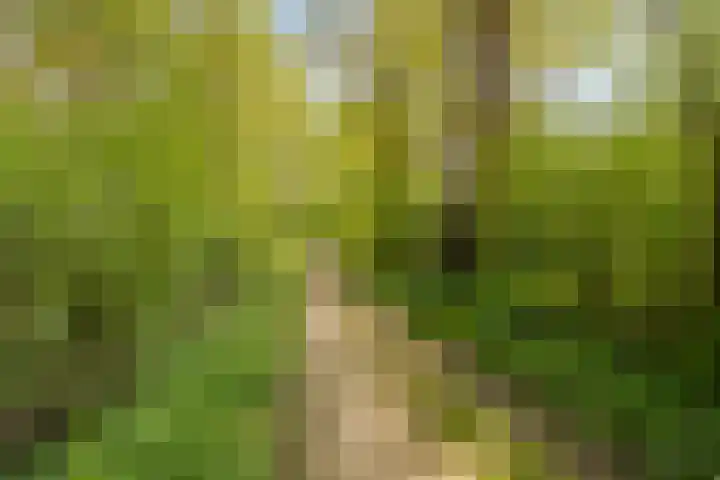 Kanaaldijk 3 Meijel thumbnail 118