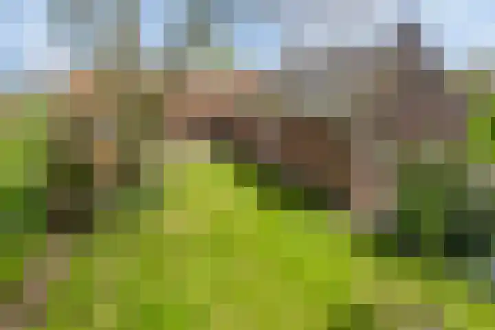 Kanaaldijk 3 Nederweert thumbnail 31