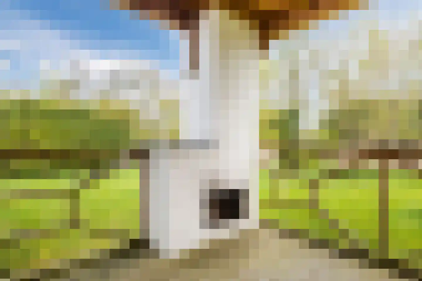 Kanaaldijk 74 Ossenisse thumbnail 35