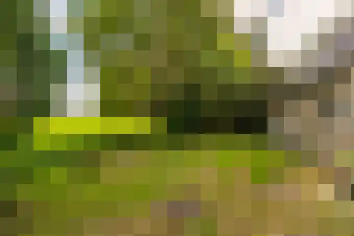 Kanaaldijk 8 Leerbroek thumbnail 37