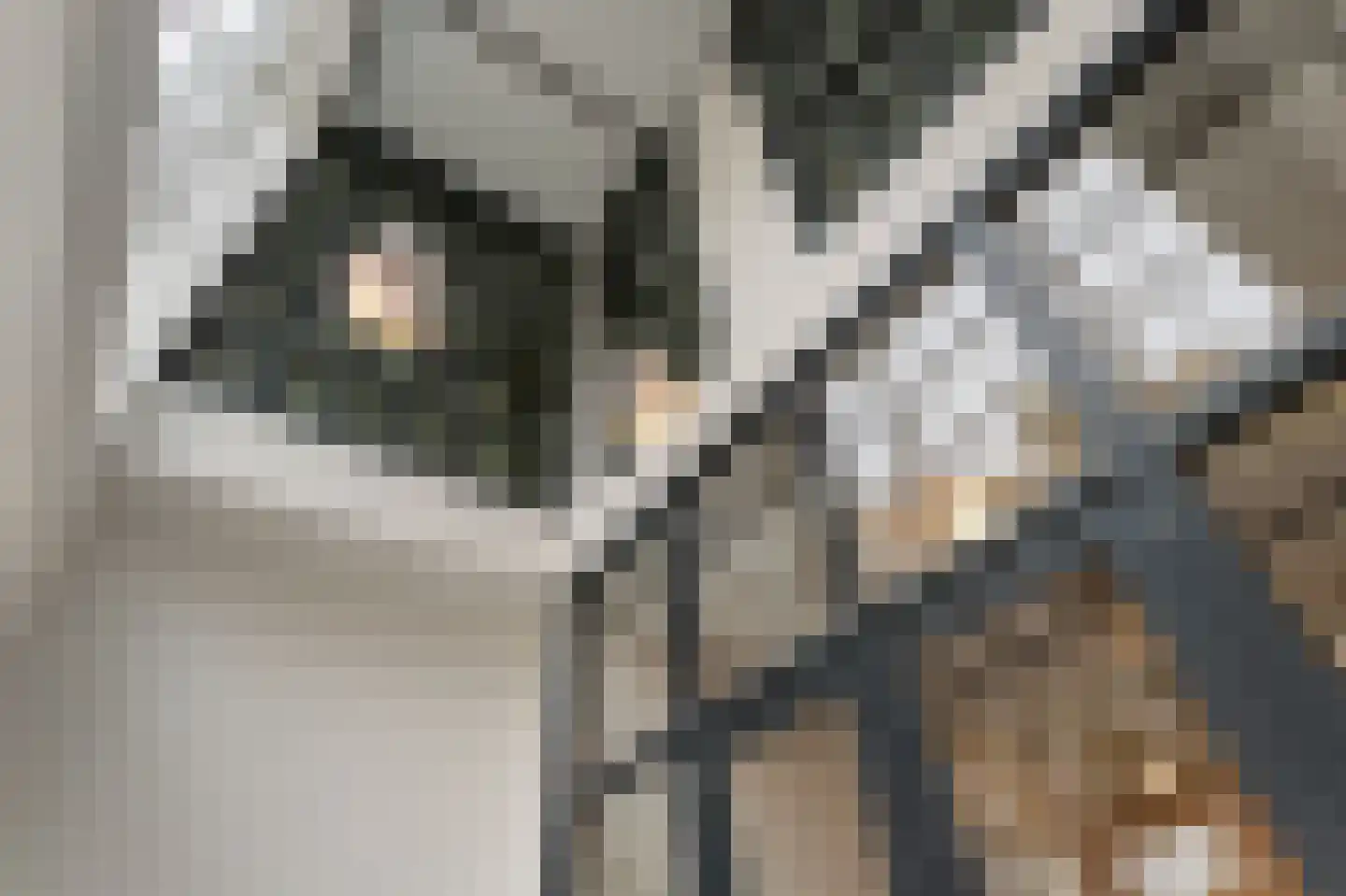 Kanaaldijk N.O. 88 D Helmond thumbnail 8