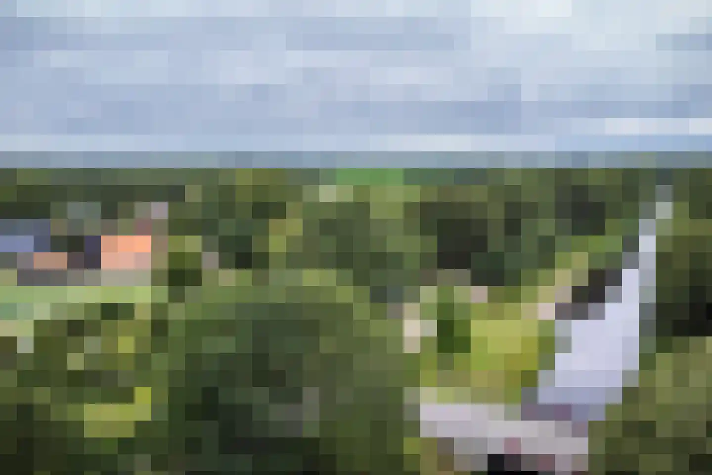 Kanaaldijk Noordzijde 4 't Haantje thumbnail 6