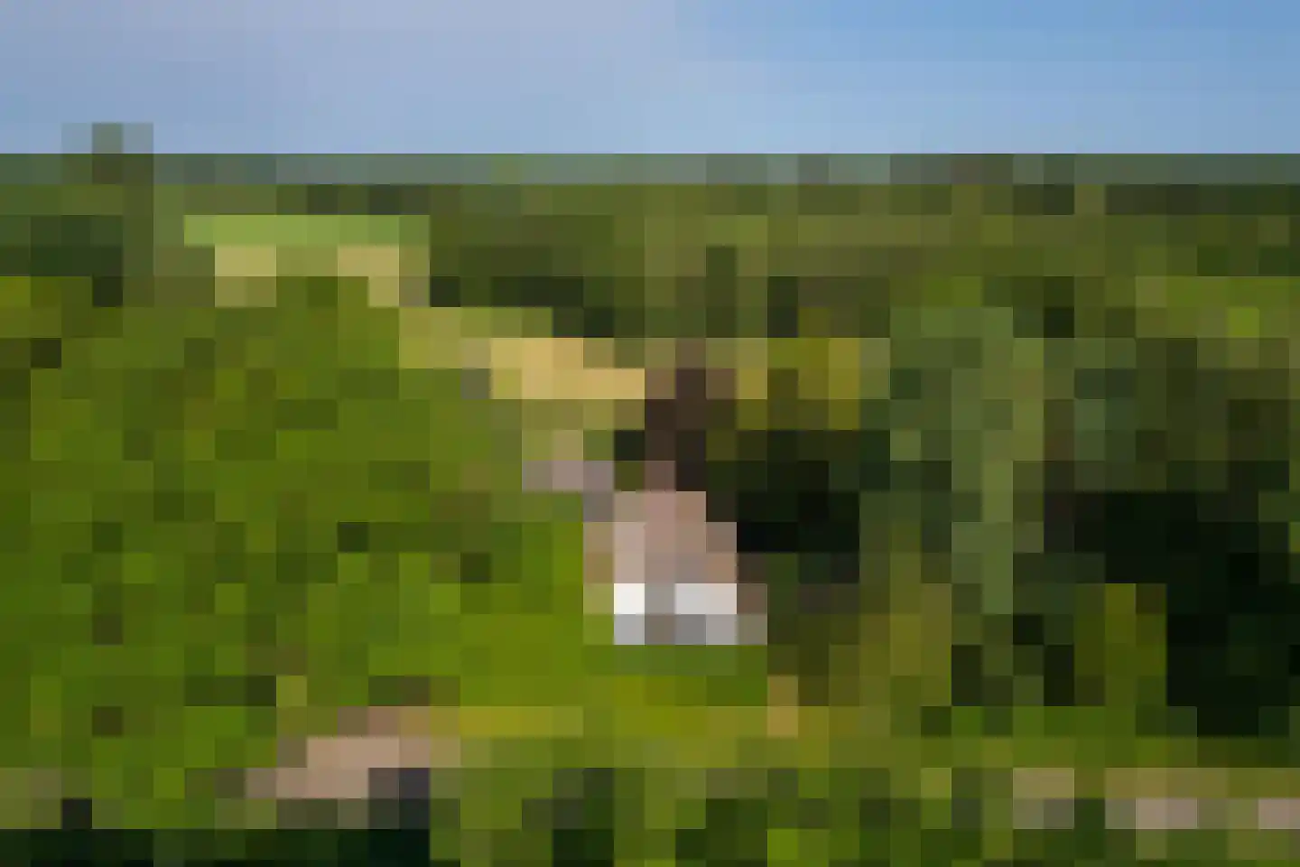 Kanaaldijk West 45 Schalkhaar thumbnail 47