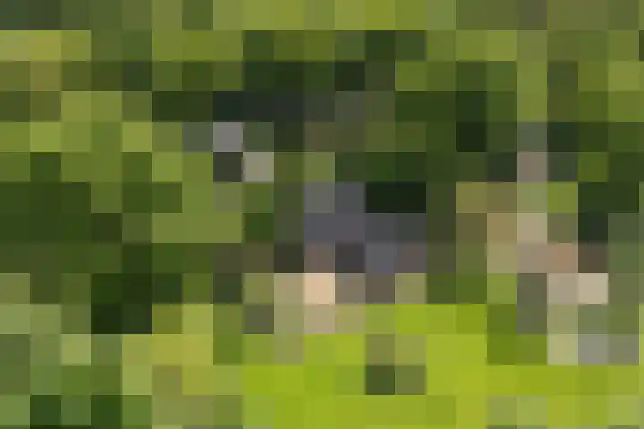 Kanaalweg N.Z. 1 Rossum thumbnail 56