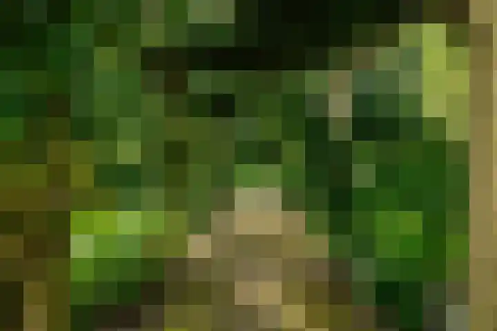 Kanaelwei Súd 7 Nij Beets thumbnail 11