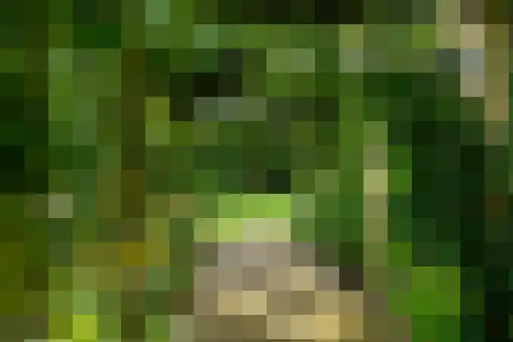 Kanaelwei Súd 7 Nij Beets thumbnail 13