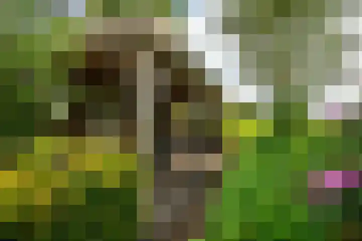 Kanaelwei Súd 7 Nij Beets thumbnail 14