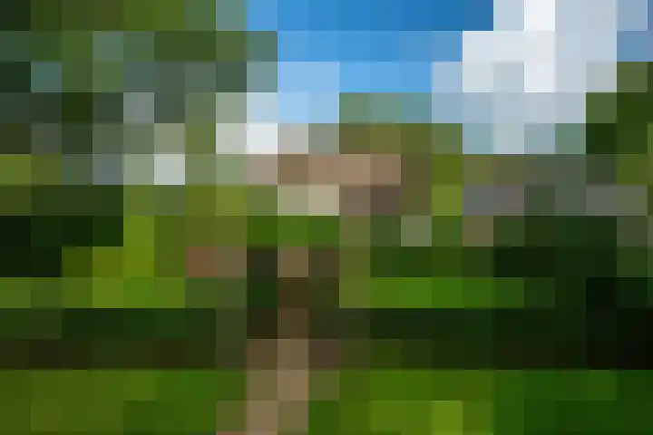 Kanaelwei Súd 7 Nij Beets thumbnail 59