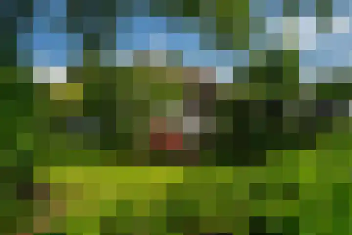 Kanaelwei Súd 7 Nij Beets thumbnail 60