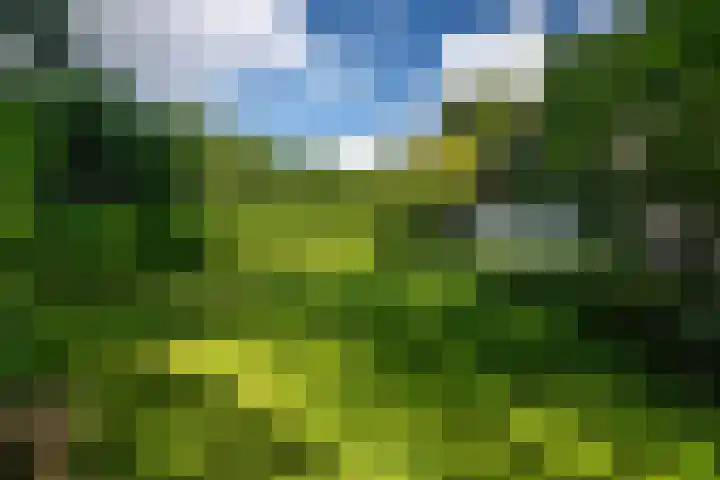Kanaelwei Súd 7 Nij Beets thumbnail 71