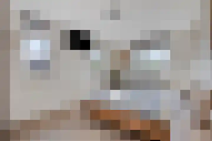 Kanarie 40 Boxmeer thumbnail 12