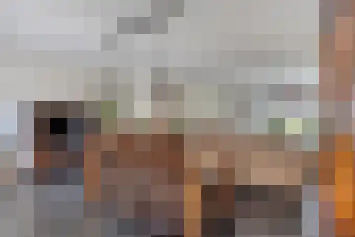Kanarie 40 Boxmeer thumbnail 7