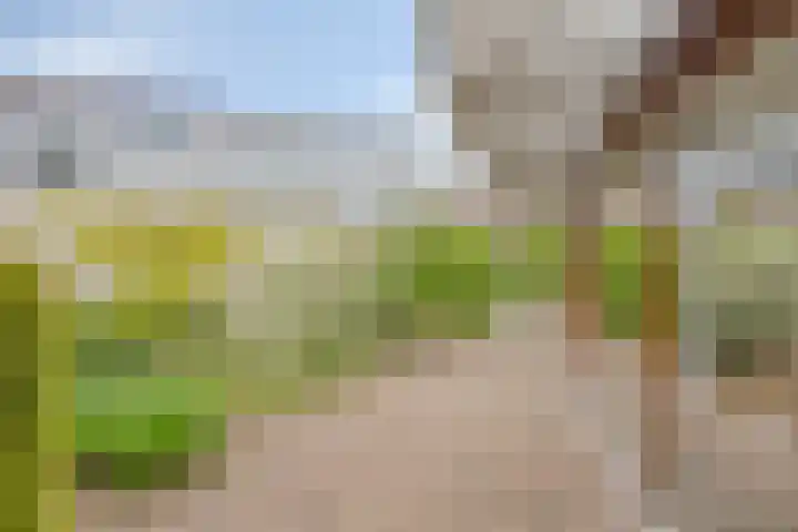 Kanarie 44 Boxmeer thumbnail 37