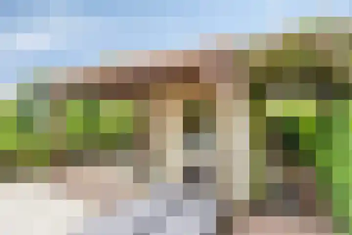 Kanarie 44 Boxmeer thumbnail 41