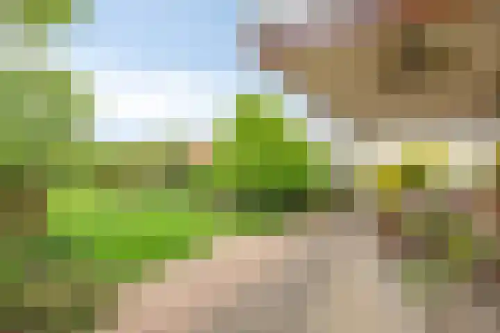 Kanarie 44 Boxmeer thumbnail 43