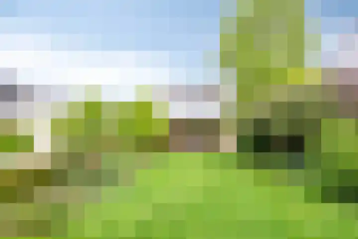 Kanarie 44 Boxmeer thumbnail 45
