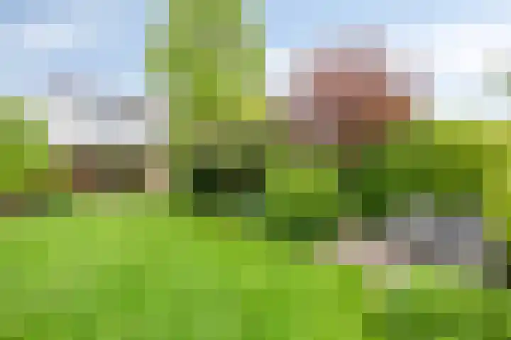 Kanarie 44 Boxmeer thumbnail 46