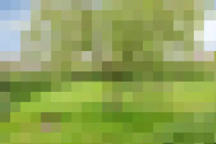 Kanarie 44 Boxmeer thumbnail 47