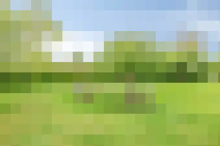 Kanarie 44 Boxmeer thumbnail 48