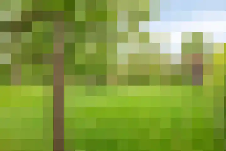 Kanarie 44 Boxmeer thumbnail 49