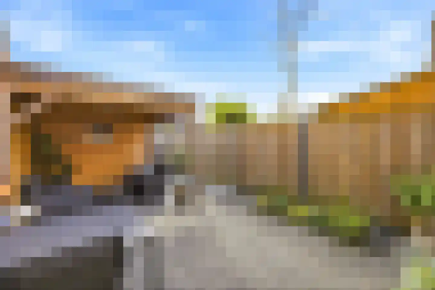 Kanariesprenk 105 Vlissingen thumbnail 17