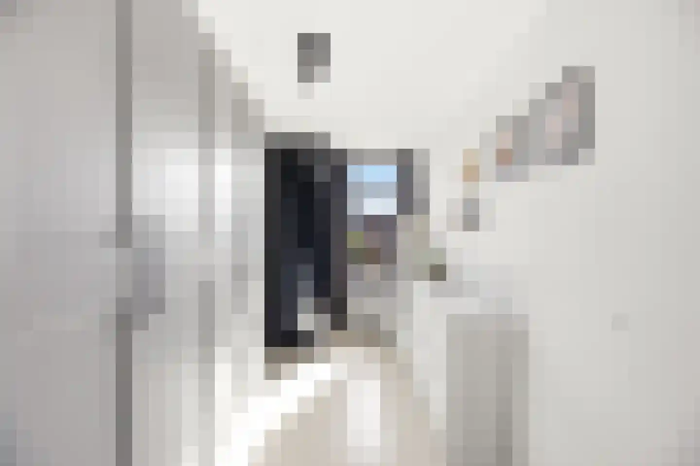 Kanariesprenk 105 Vlissingen thumbnail 27