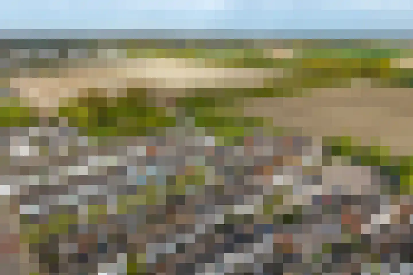 Kanariesprenk 105 Vlissingen thumbnail 5