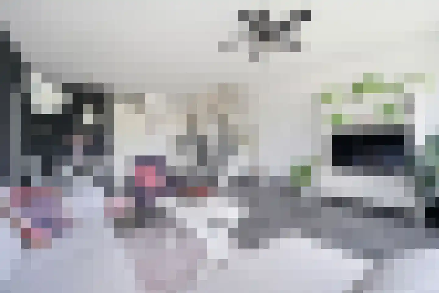 Kanariesprenk 11 Vlissingen thumbnail 4