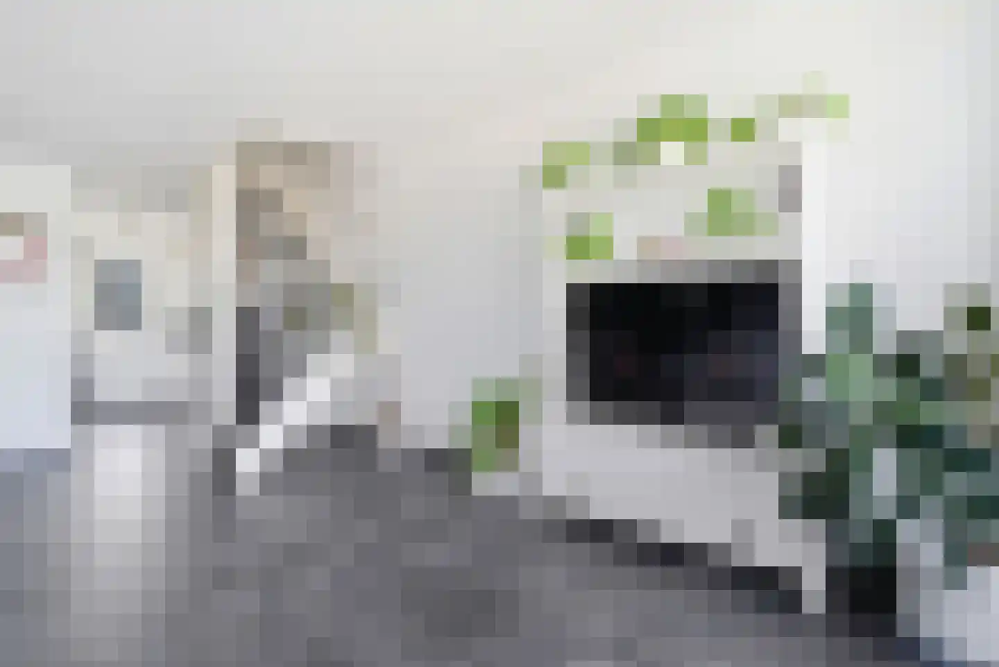 Kanariesprenk 11 Vlissingen thumbnail 5