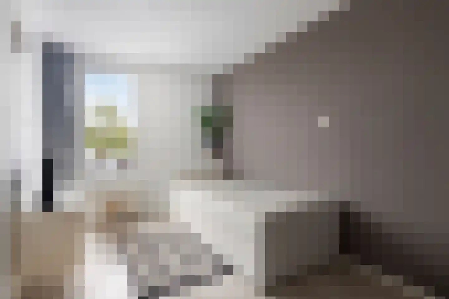 Kanariesprenk 117 Vlissingen thumbnail 19