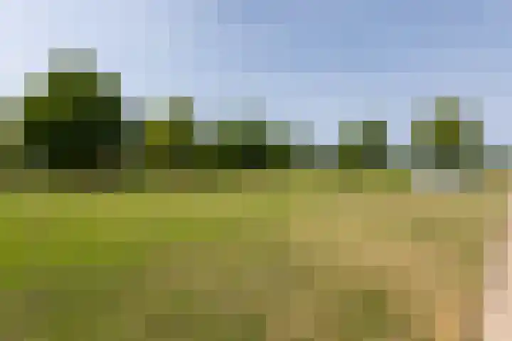 Kanariesprenk 149 Vlissingen thumbnail 31